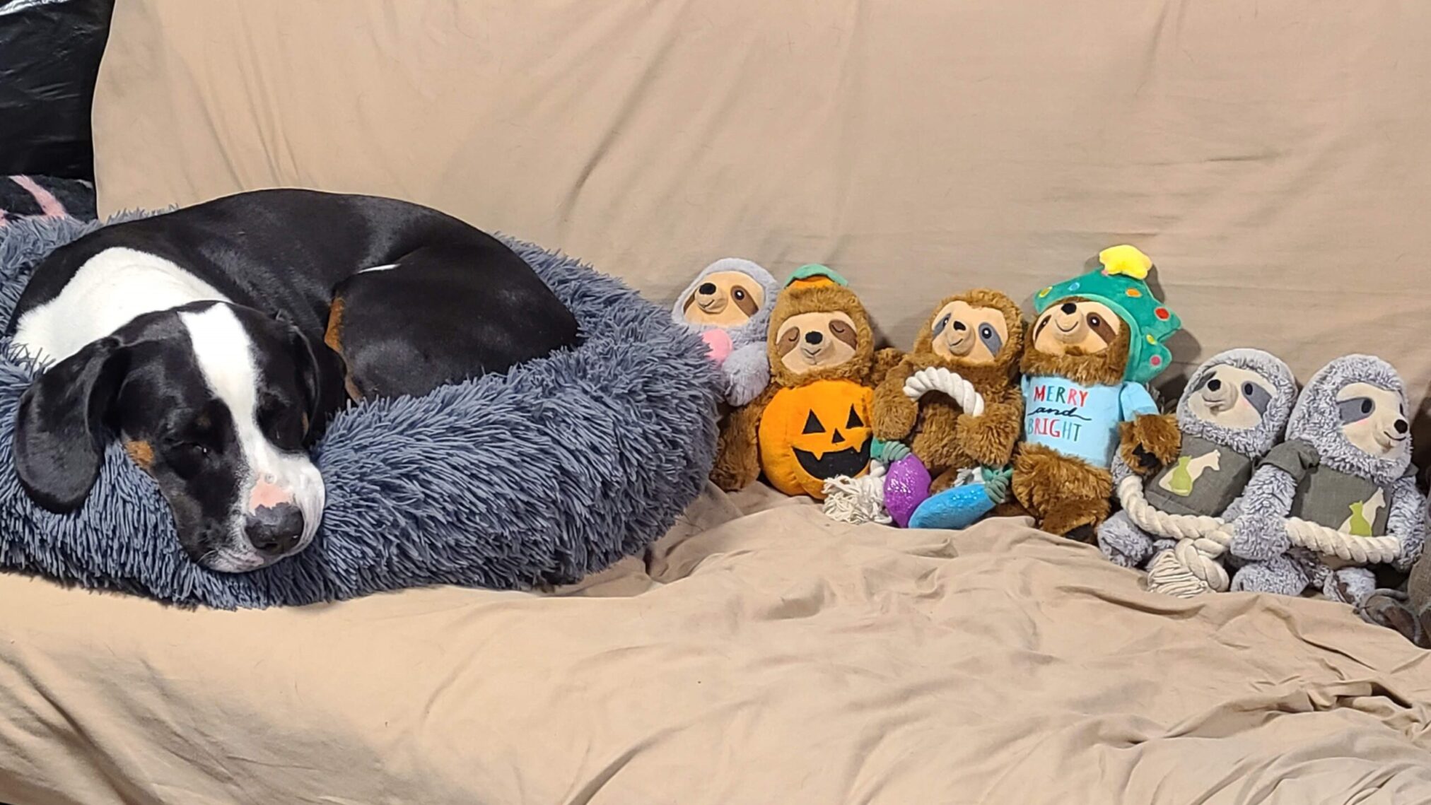 Sir Flop laying in his bed with his collection of Holmes Alive stuffed toys